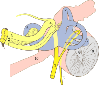 Der Nervus vestibulocochlearis