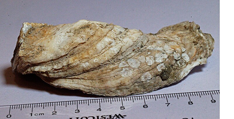 File:Eastern oyster, side.jpg