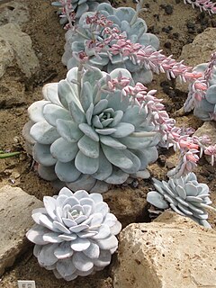 <i>Echeveria laui</i> Species of succulent