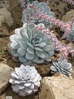 Echeveria laui, названа на честь Альфреда Лау