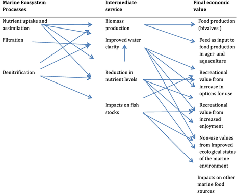 Economic value of bivalve nutrient extraction, linking processes to services to economic values. Economic value of bivalve nutrient extraction.png