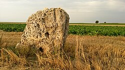 Einselthum, der „Lange Stein“. Ansicht von Westen.