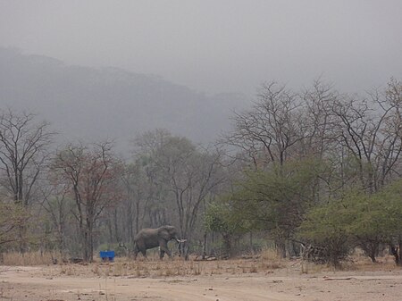 Fail:Elefants at Liwonde NP - panoramio.jpg