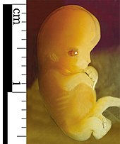 Un embryon humain âgé d'environ 7 semaines