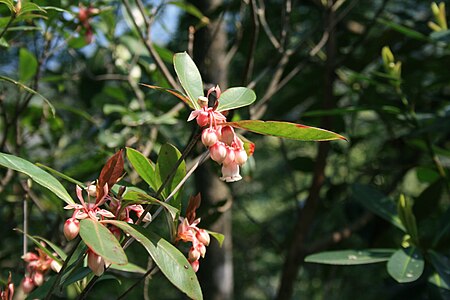 Enkianthus quinqueflorus