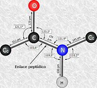 Estructura del enlace peptídico