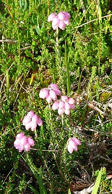 Tyrulinė erika (Erica tetralix)