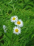 Miniatura para Aster lanceolatus