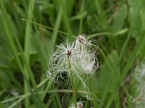 Alpen-Rasenbinse (Trichophorum alpinum)