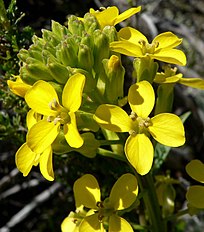 <center>Erysimum capitatum</center>