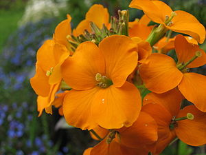 Erysimum cheiri