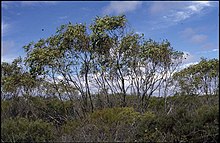 Eucalyptus absita (habit).jpg