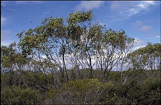 <i>Eucalyptus absita</i> Species of plant