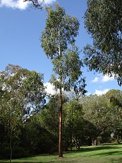 <i>Eucalyptus viminalis</i> species of plant