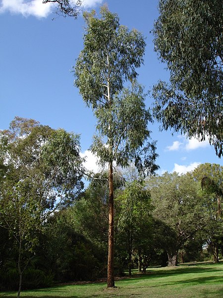 Eucalyptus_viminalis