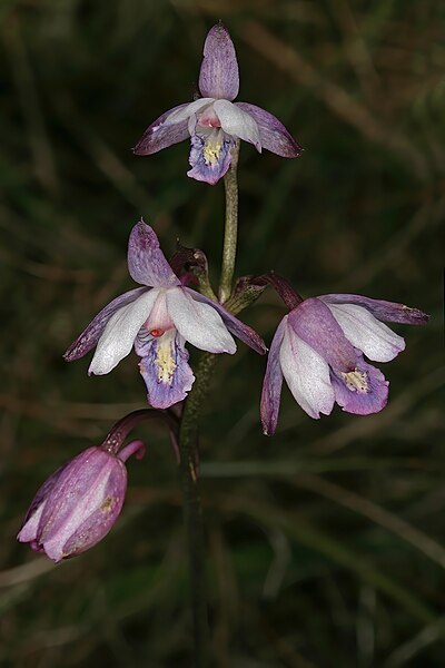 File:Eulophia hians var. hians 1DS-II 9601.jpg