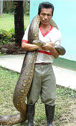 Anaconda - Wikipedia