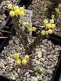 Miniatura para Euphorbia bertemariae
