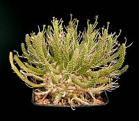 Euphorbia crassipes