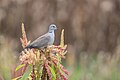 * Nomination Eurasian collared dove or Turkish dove (Streptopelia decaocto), Lovely collared dove. By User:Mildeep --Nirmal Dulal 05:55, 10 March 2024 (UTC) * Promotion Good quality --Llez 06:05, 10 March 2024 (UTC)