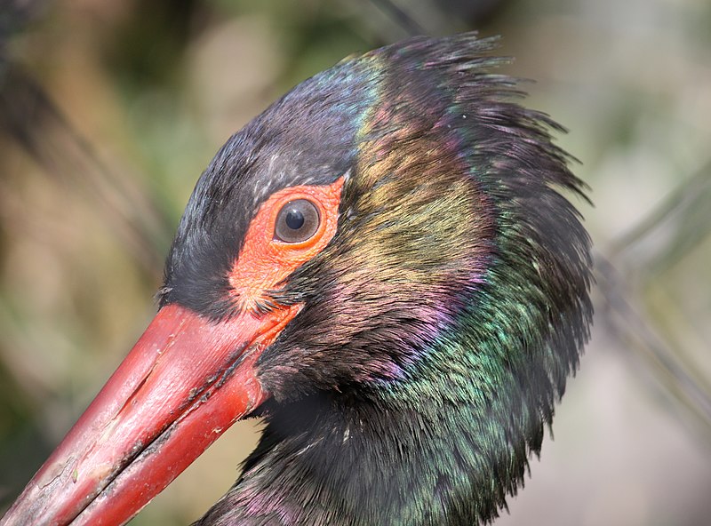 File:European Black Stork 13.jpg