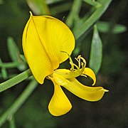 Fabaceae - Spartium junceum-003.JPG