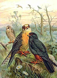 Falco vespertinus NAUMANN.jpg