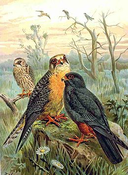 Raudonkojis sakalas (Falco vespertinus)