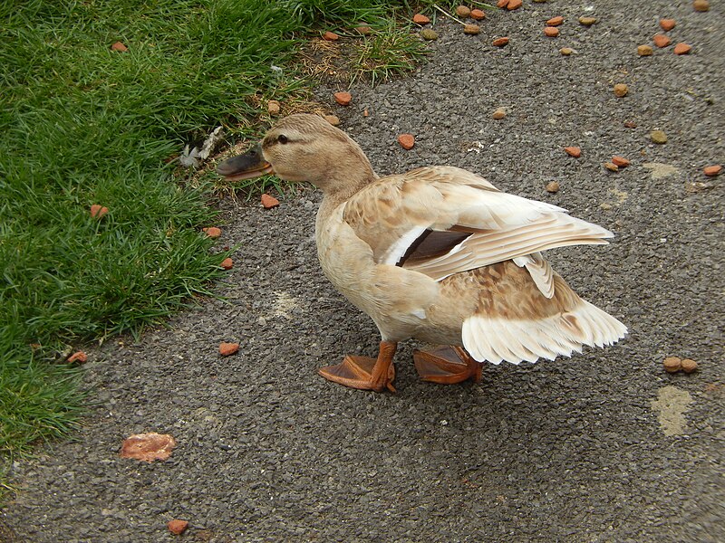 File:Female Mallard with faded plumage at Bray Lock, May 2015.JPG