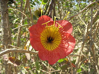 <i>Fernandoa</i> Genus of flowering plants