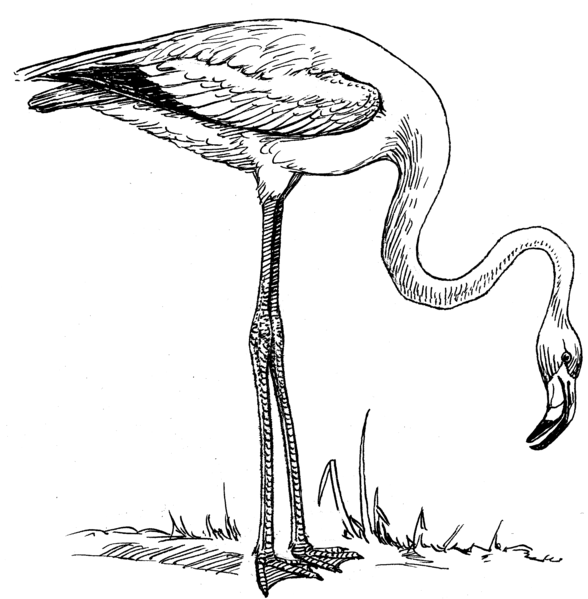 File:Flamingo (PSF).png