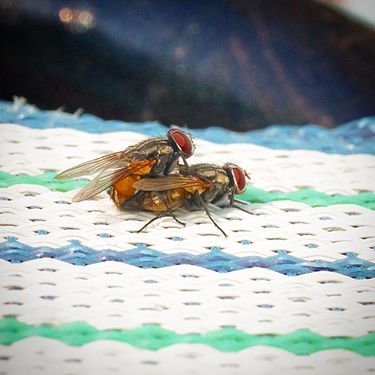 A Male and a Female fly reproducing