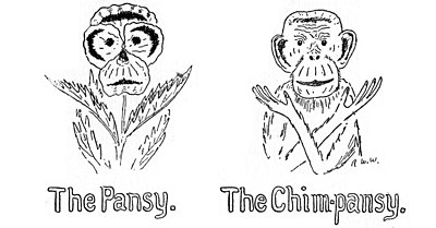 The Pansy. The Chimpansy.