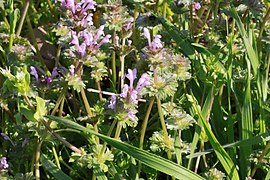 Henbit deadnettle