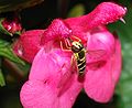 * Nomination A tiny (~6mm) hoverfly collecting nectar from a flower (Sphaerophoria scripta) --Alvesgaspar 10:40, 10 October 2007 (UTC) * Promotion Fine color balance, focus and overall aestethic effect. Not a small feat for this kind of macro picture.--Luis Dantas 23:23, 18 October 2007 (UTC)