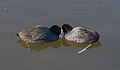 * Nomination Eurasian Coot (Fulica atra), Nymphenburg Palace, Munich, Germany --Poco a poco 17:59, 27 February 2015 (UTC) * Promotion Underexposed, the heads are almost black. --C messier 18:52, 27 February 2015 (UTC)  New version Poco a poco 19:48, 27 February 2015 (UTC)  Support QI for me. --C messier 16:42, 1 March 2015 (UTC)