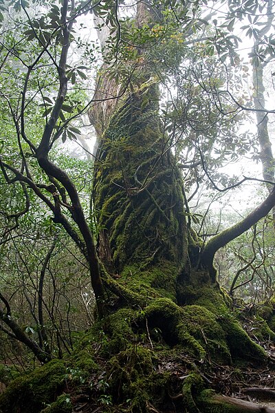 File:Forest in Yakushima 53.jpg