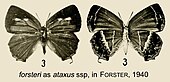 Euaspa forsteri Forsteri as ataxus inForster1940.jpg