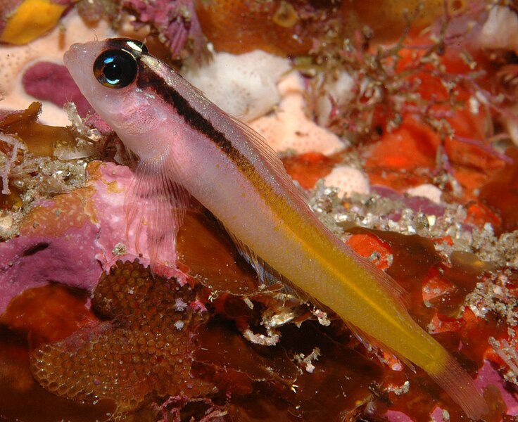 File:Fosterygion flavonigrum (Yellow & black triplefin).jpg