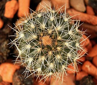 <i>Frailea pygmaea</i> Species of cactus