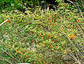 Fremontodendron californicum subsp. decumbens