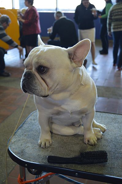 File:French Bulldog-32-GCH-Lionheart's Fortune Five Hundred 05 (16397818250).jpg