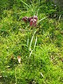 Fritillaria meleagris