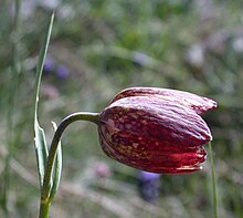 Fritillaria orientalis1.jpg