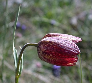 <i>Fritillaria orientalis</i> Species of flowering plant