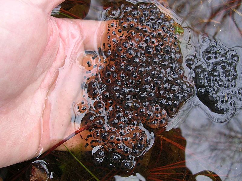 Tadpoles in Aquariums - Watching the Miracle of Metamorphosis