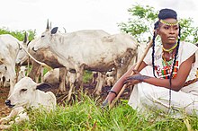 Fulani woman. Enslaved Fulani cattle herders introduced European-Americans to the practice of open cattle grazing. Fulani woman.jpg