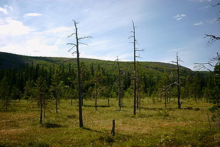 <span class="mw-page-title-main">Fulufjället National Park</span> National park in Sweden