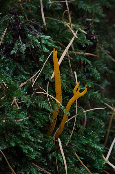 File:Fungi and lichen (15074861044).jpg