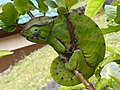 "Furcifer_balteatus_34654203.jpg" by User:Lupe